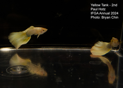 guppy yellow